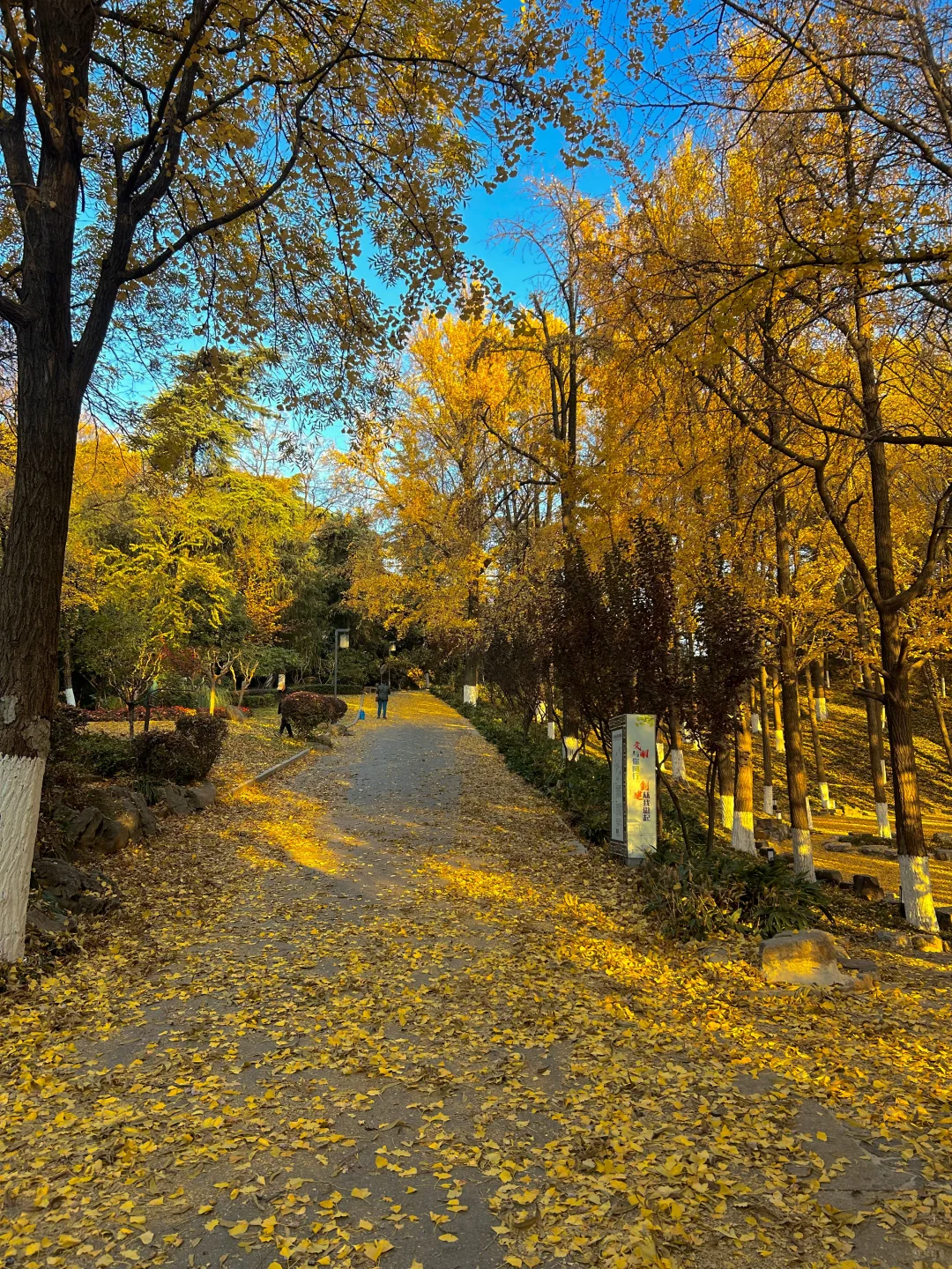 南京就是一座巨大的落叶痛城！枫叶浪漫哭🍁