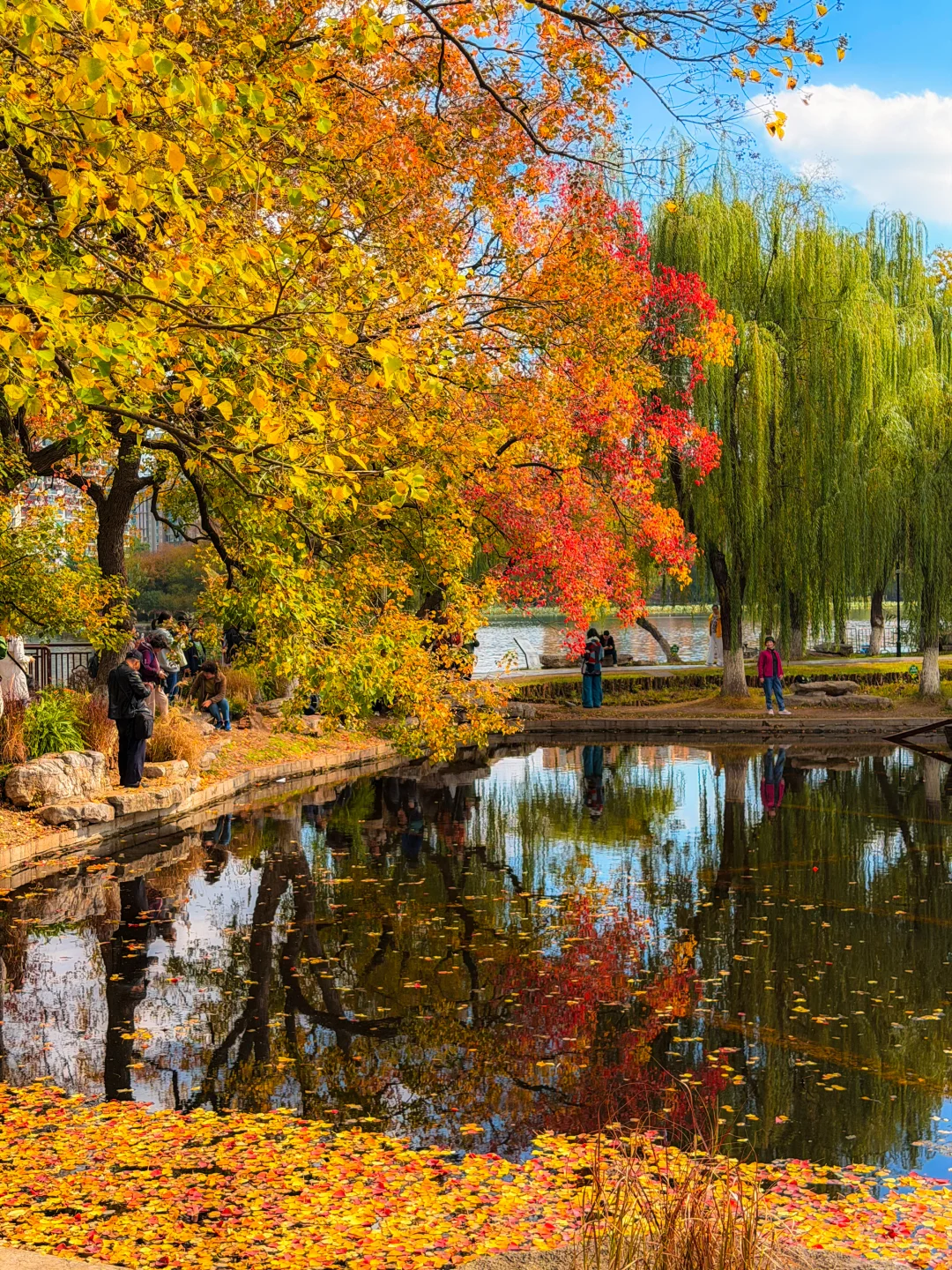 南京｜莫愁湖的乌桕🎨