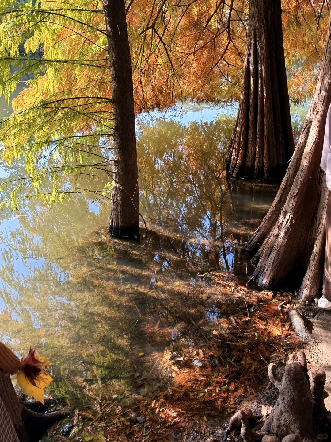 11.13明孝陵落羽杉实况🍂红了！可以去了！！