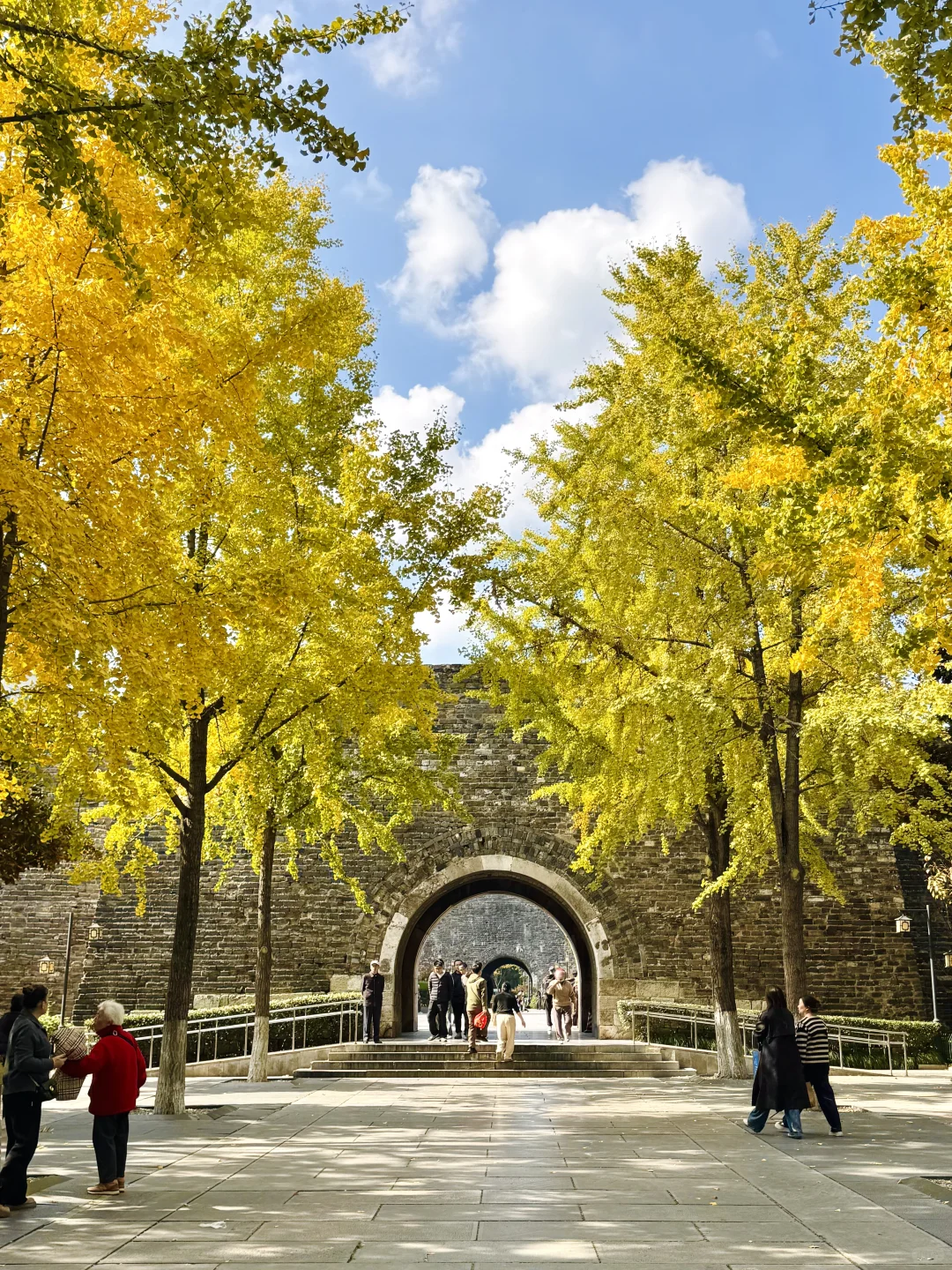 2025.11.12实况！！南京！汉中门银杏美疯了……