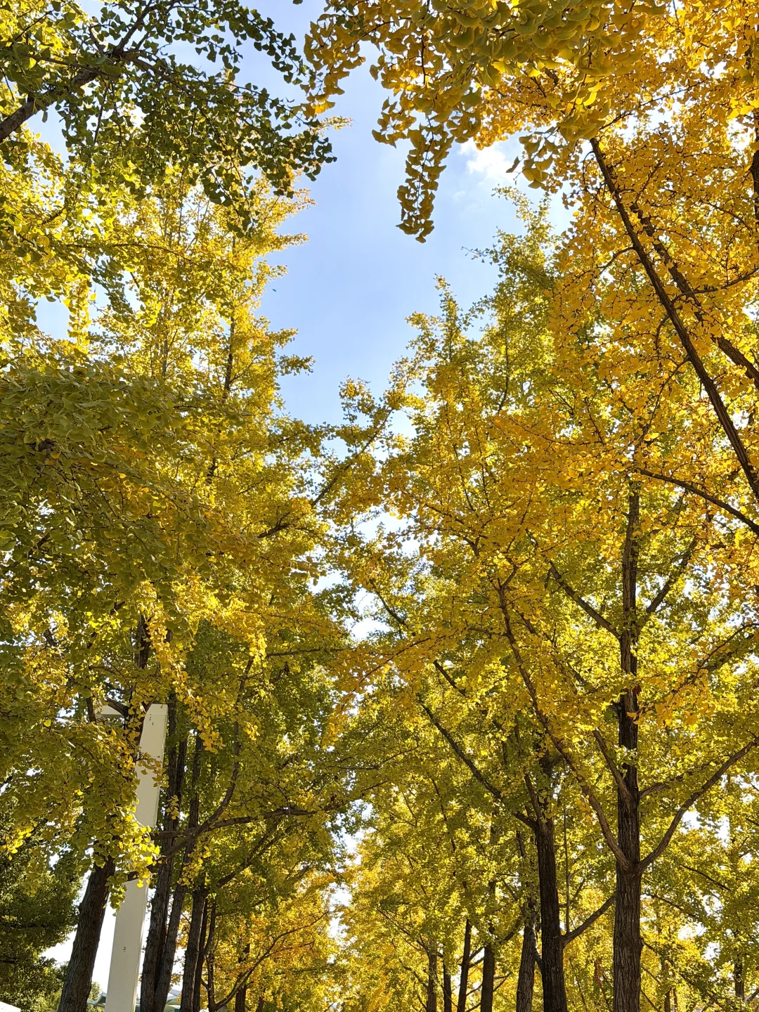 11.11实况！南京银杏大道杀疯了！！🈚️人！！！