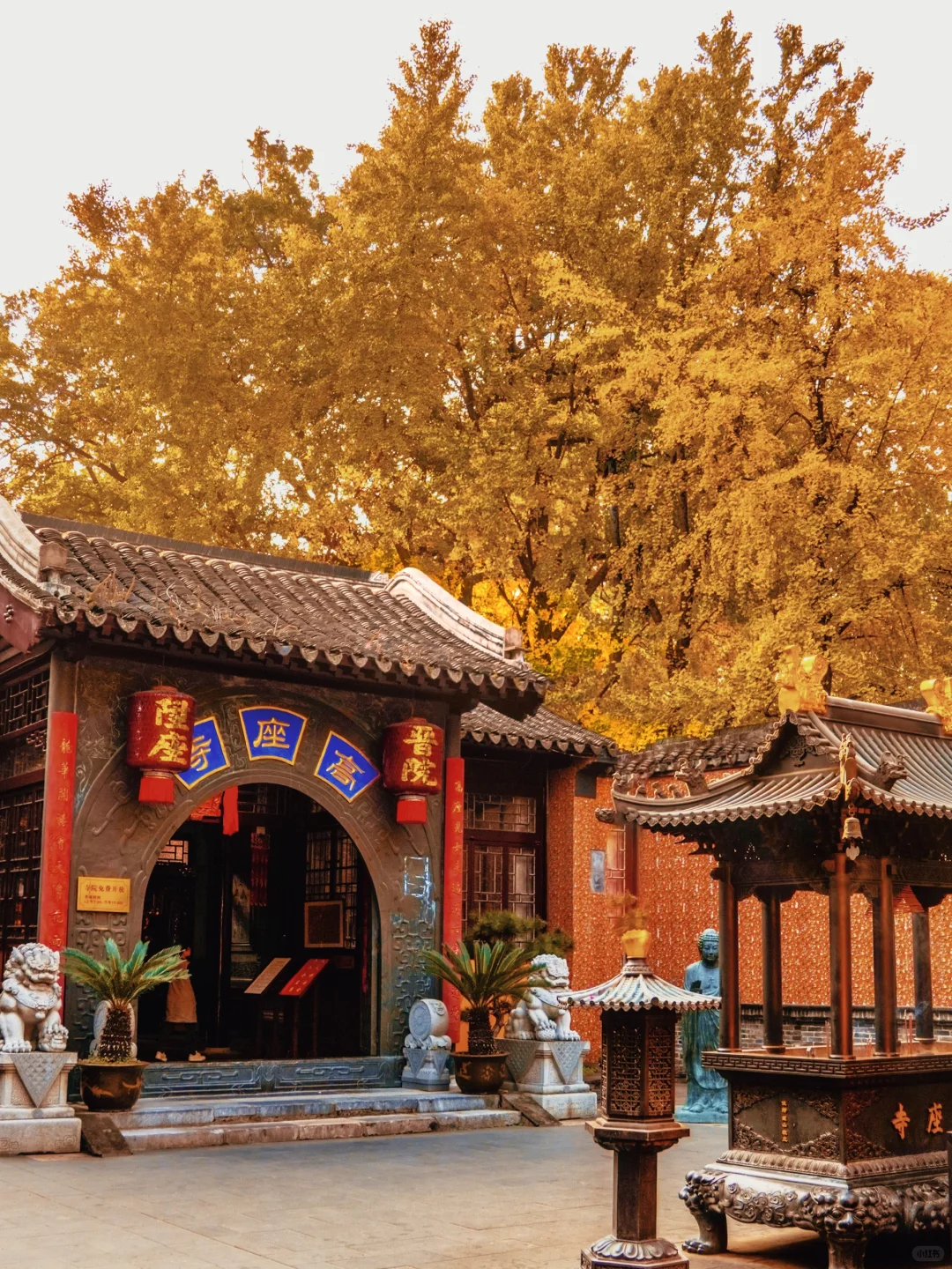 南京｜实拍高座寺银杏树开始进入观赏期