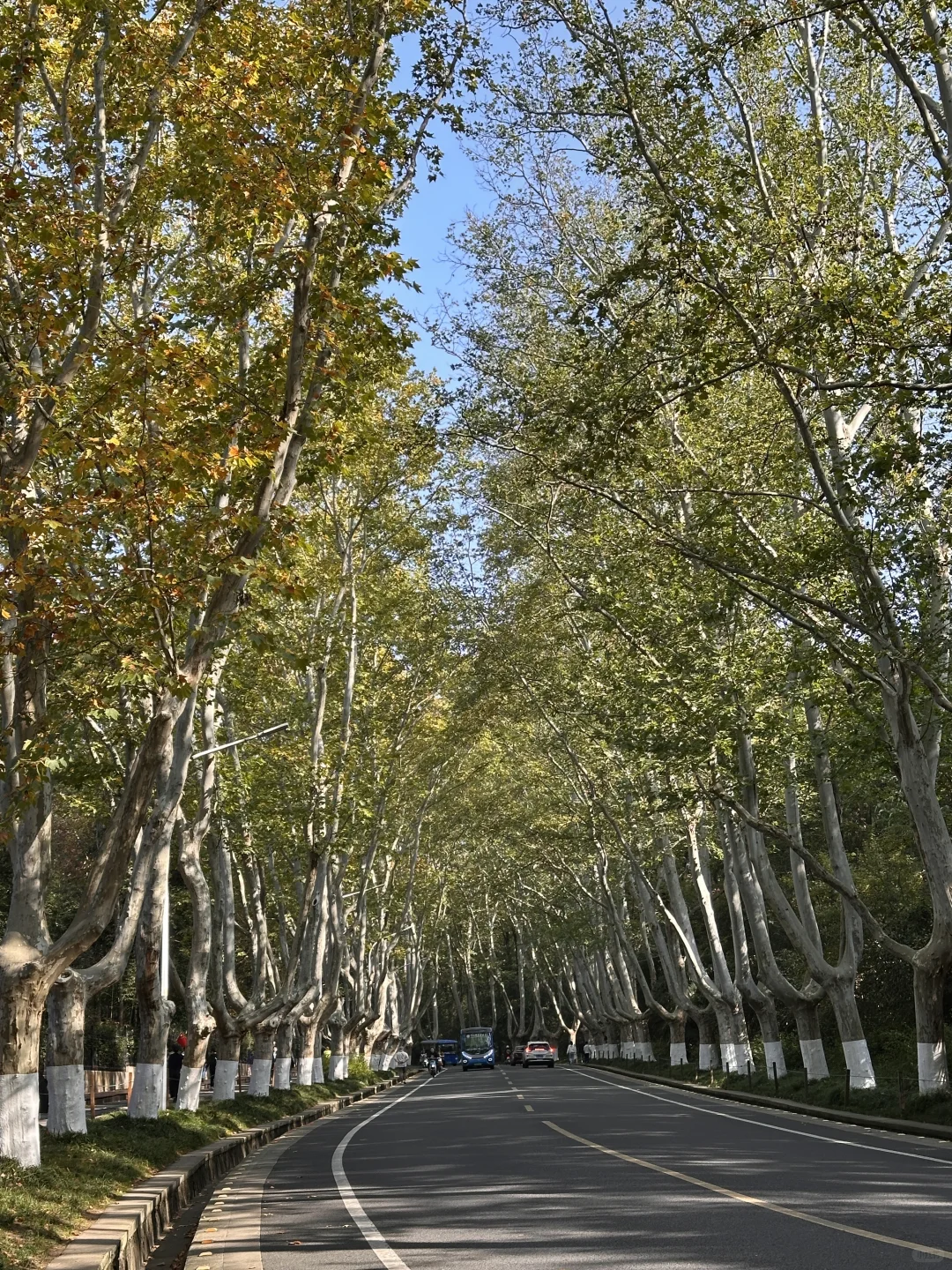11.13实拍live，南京梧桐大道开始变黄啦❗️