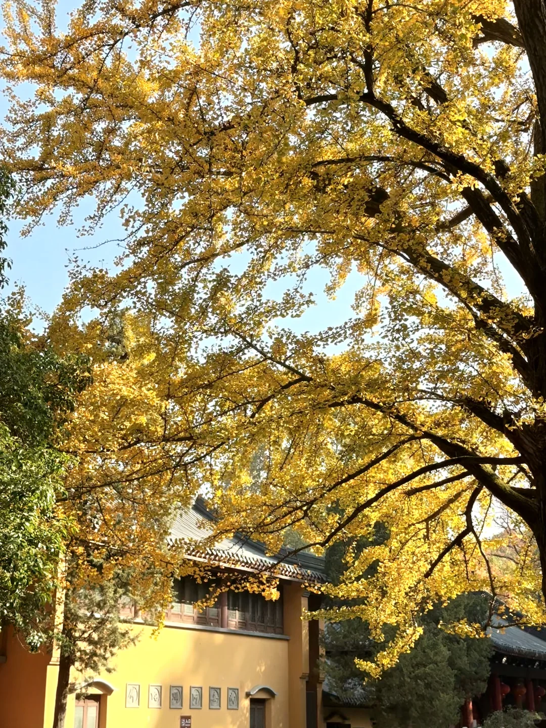 11.16早上南京灵谷寺实拍！银杏进度80%