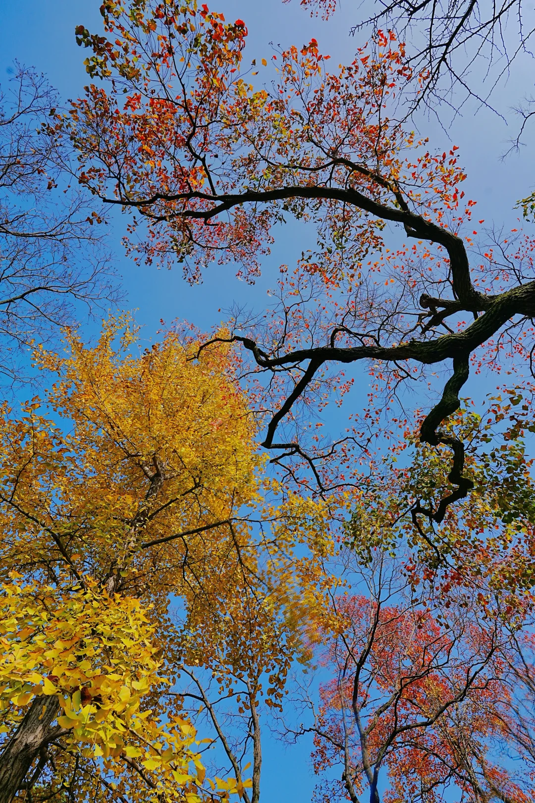 11.10实拍｜在明孝陵抬头看树时被美哭了😭