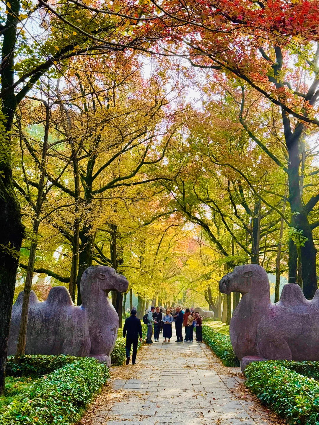 2025.11.10 | 南京明孝陵美爆了！！！！！！！！！