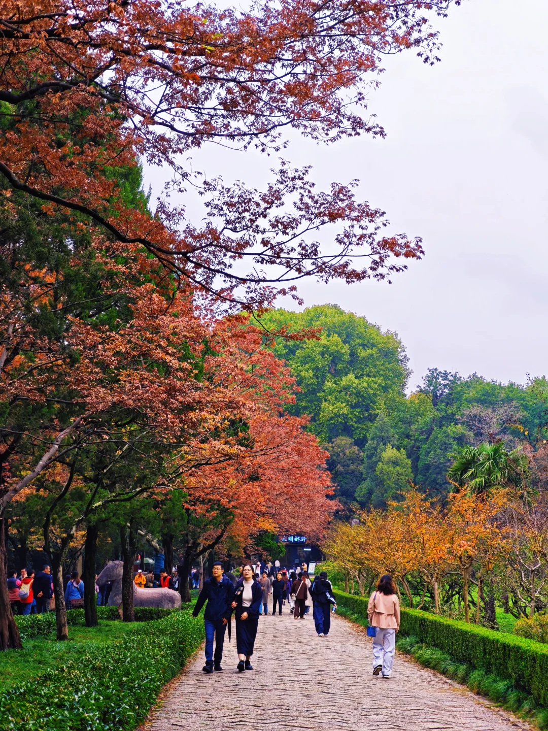 📸南京赏秋进度播报！11.10-11.16推荐