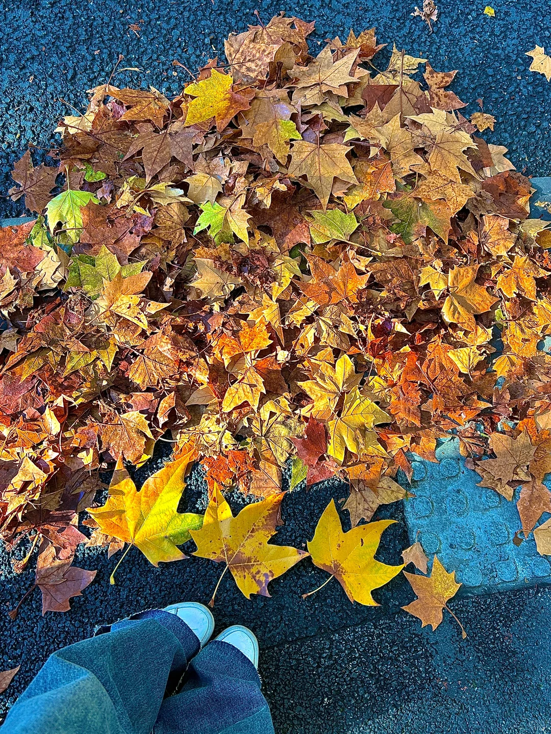 南京就是一座巨大的落叶痛城！枫叶浪漫哭🍁