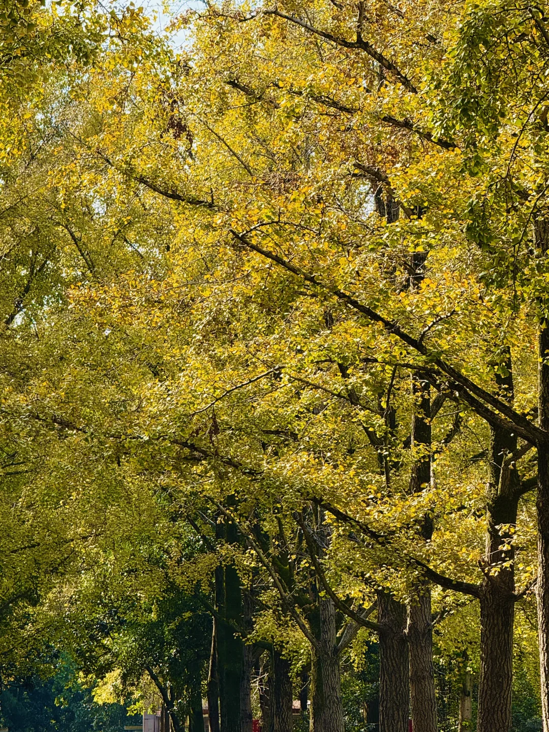 2025.11.12 | 南京中山植物园银杏杀疯了！！！