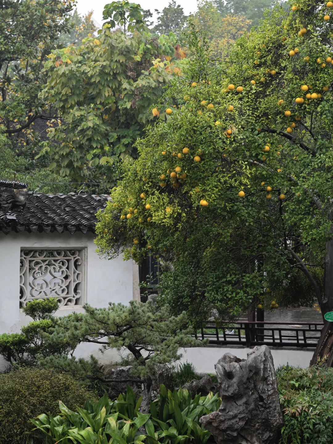 为了这棵树，我赶回了南京