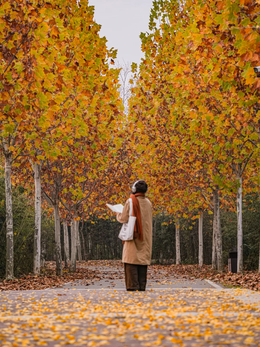 为了这片顶级秋色…在徐州暴走了两小时‼️
