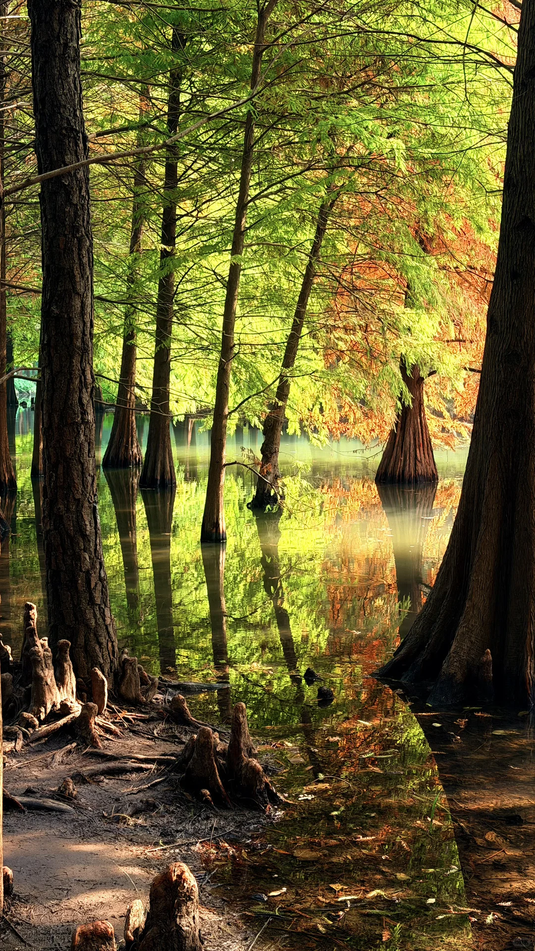 11.14实况|南京燕雀湖的落羽杉杀疯了！！！！