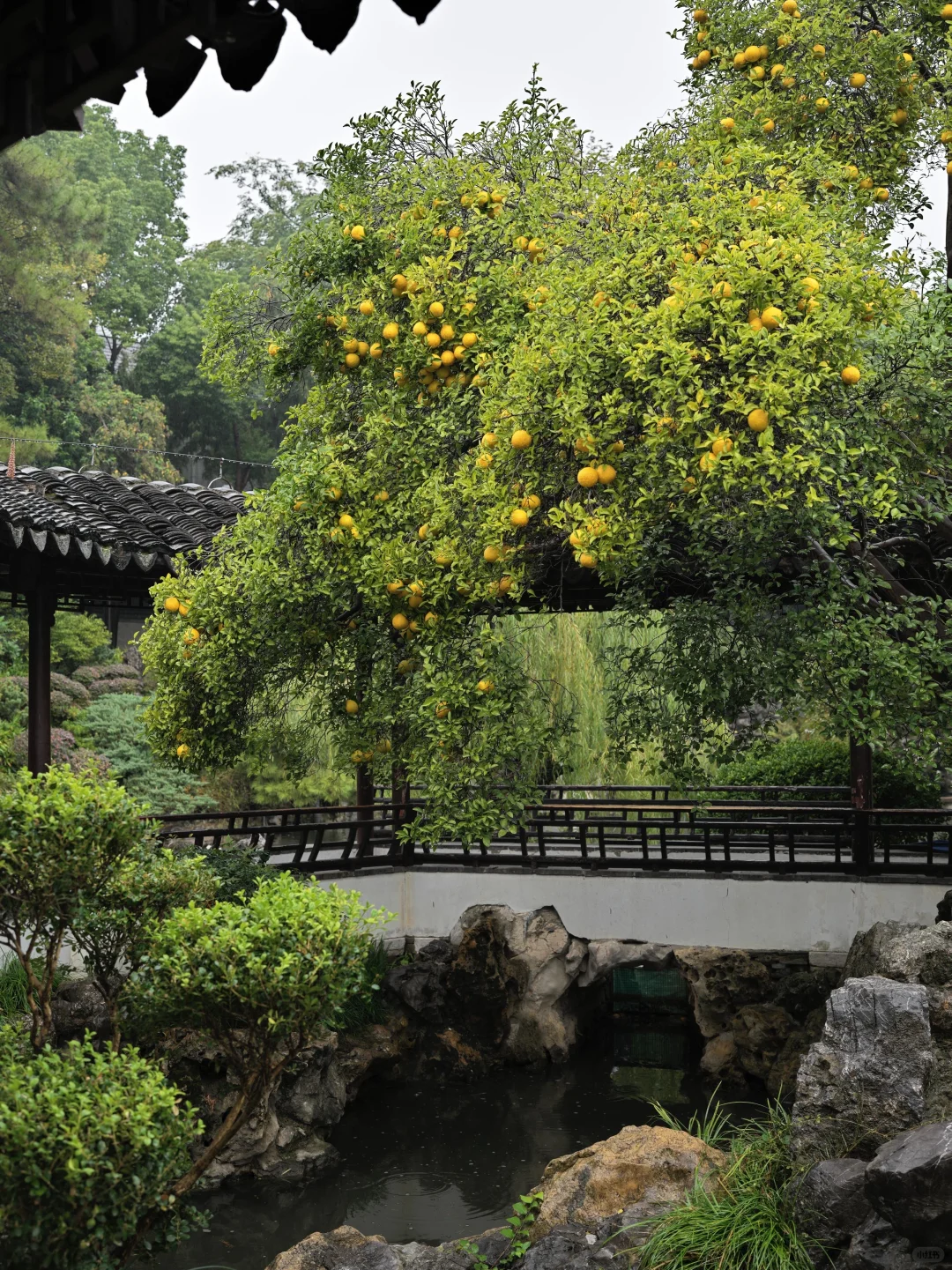 为了这棵树，我赶回了南京