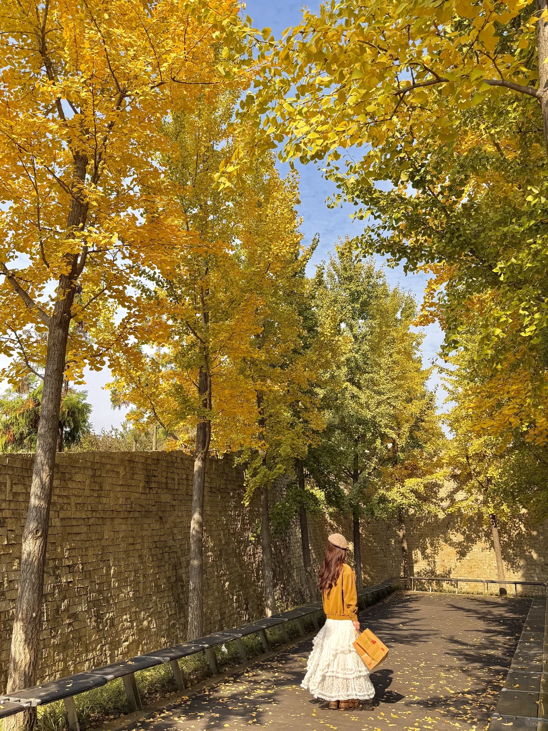 11.14实况！南京🈚️人银杏大道！！杀疯了。。。