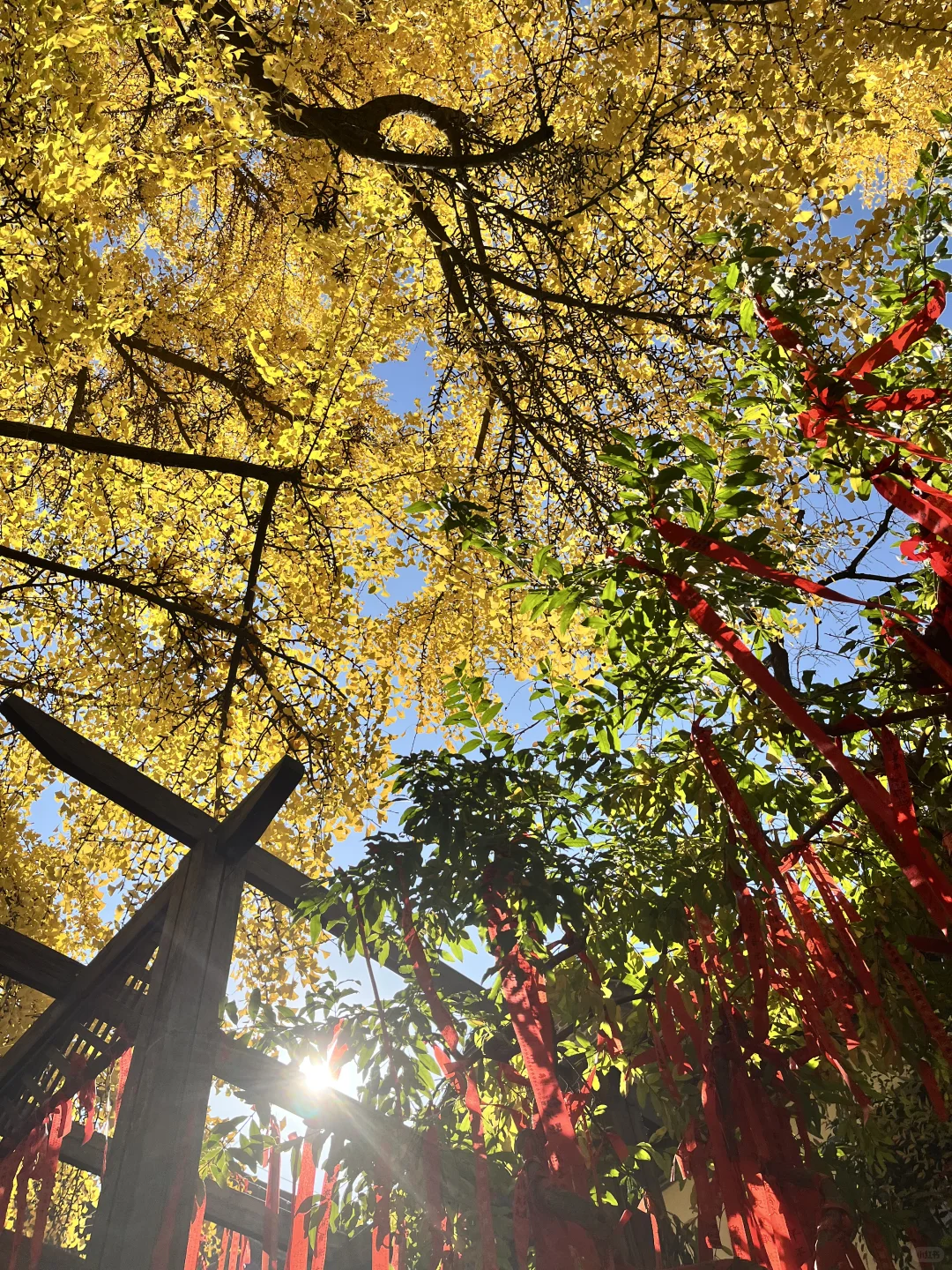 徐州 500年银杏树 最佳“赏味期”还有一周