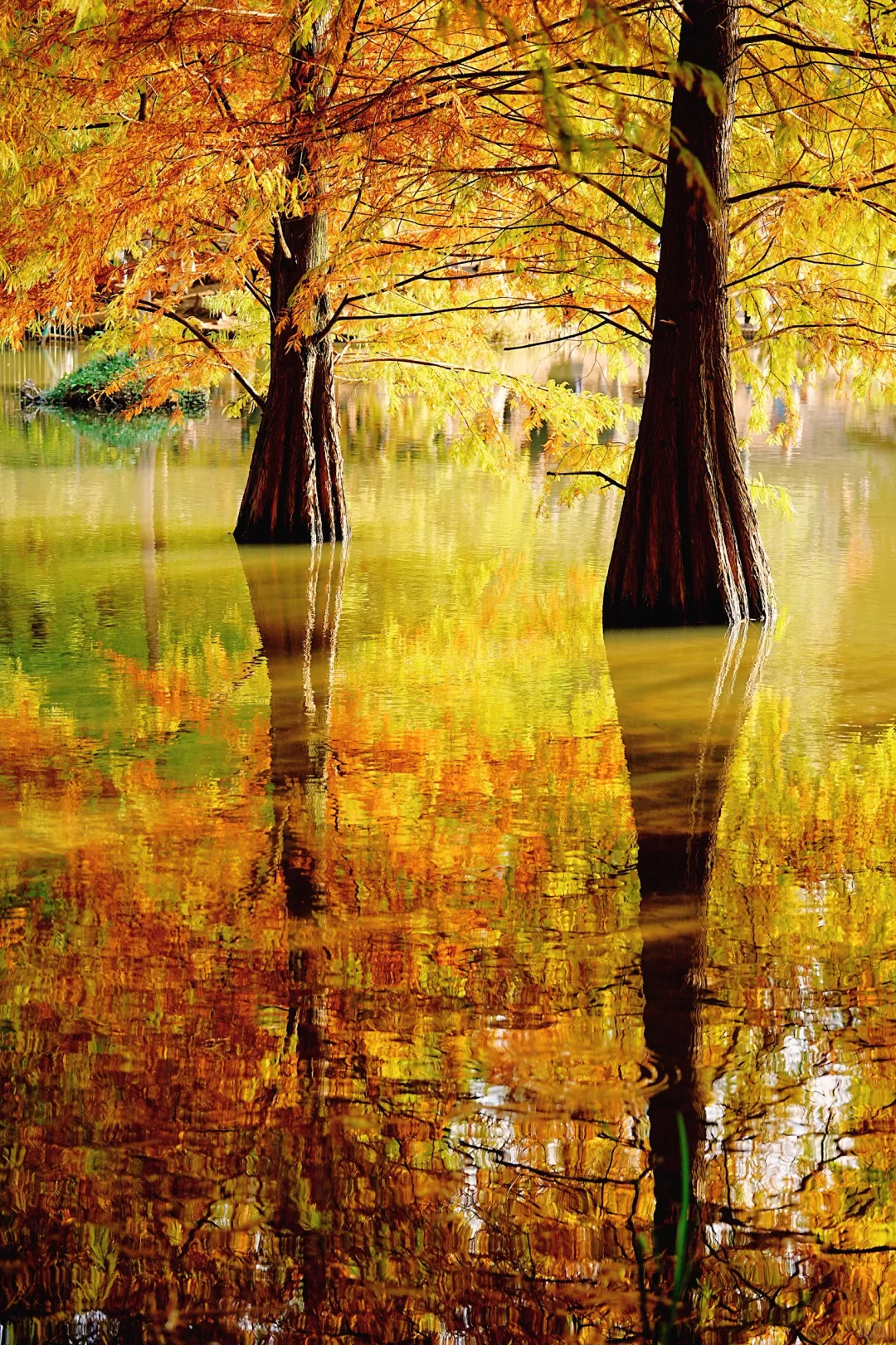 11.10实拍｜在明孝陵抬头看树时被美哭了😭