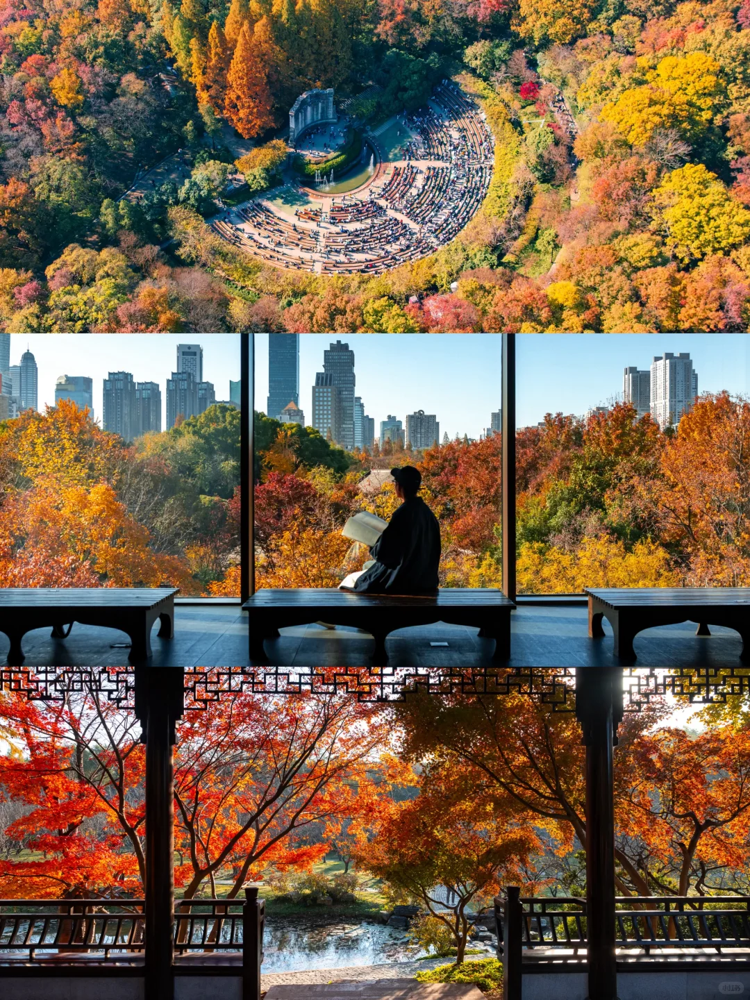我宣布！没有一个城市比南京更懂得秋天❗️