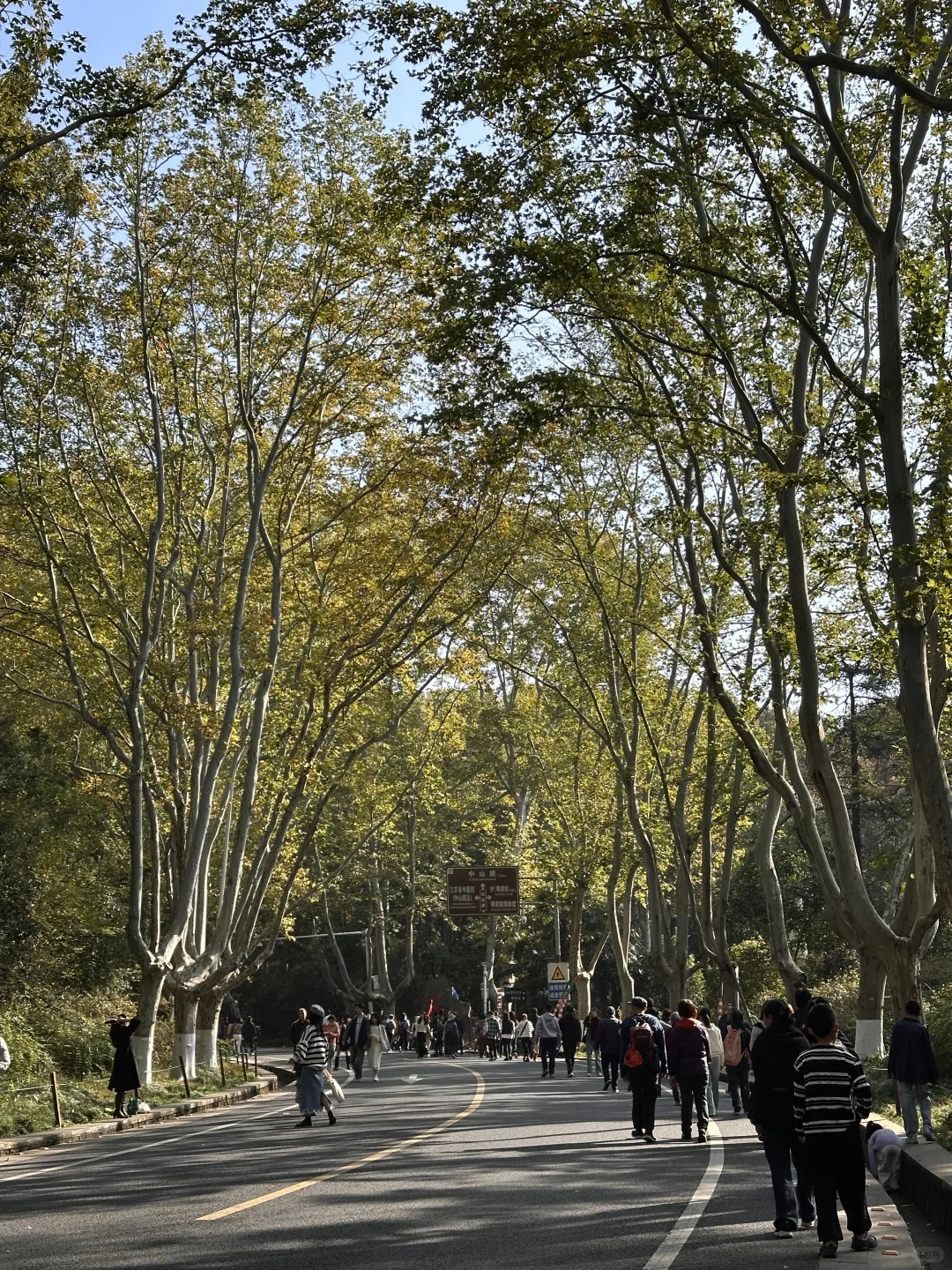 11.13实拍live，南京梧桐大道开始变黄啦❗️