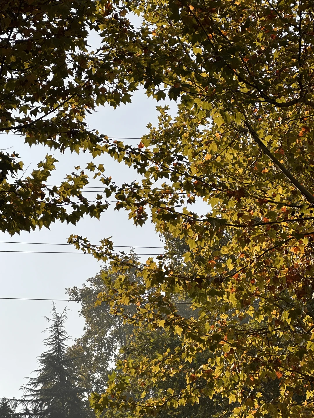 11.14实拍live🔥南京梧桐大道黄叶进度50%