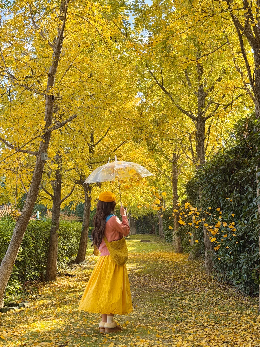 11.11实况！南京银杏大道杀疯了！！🈚️人！！！