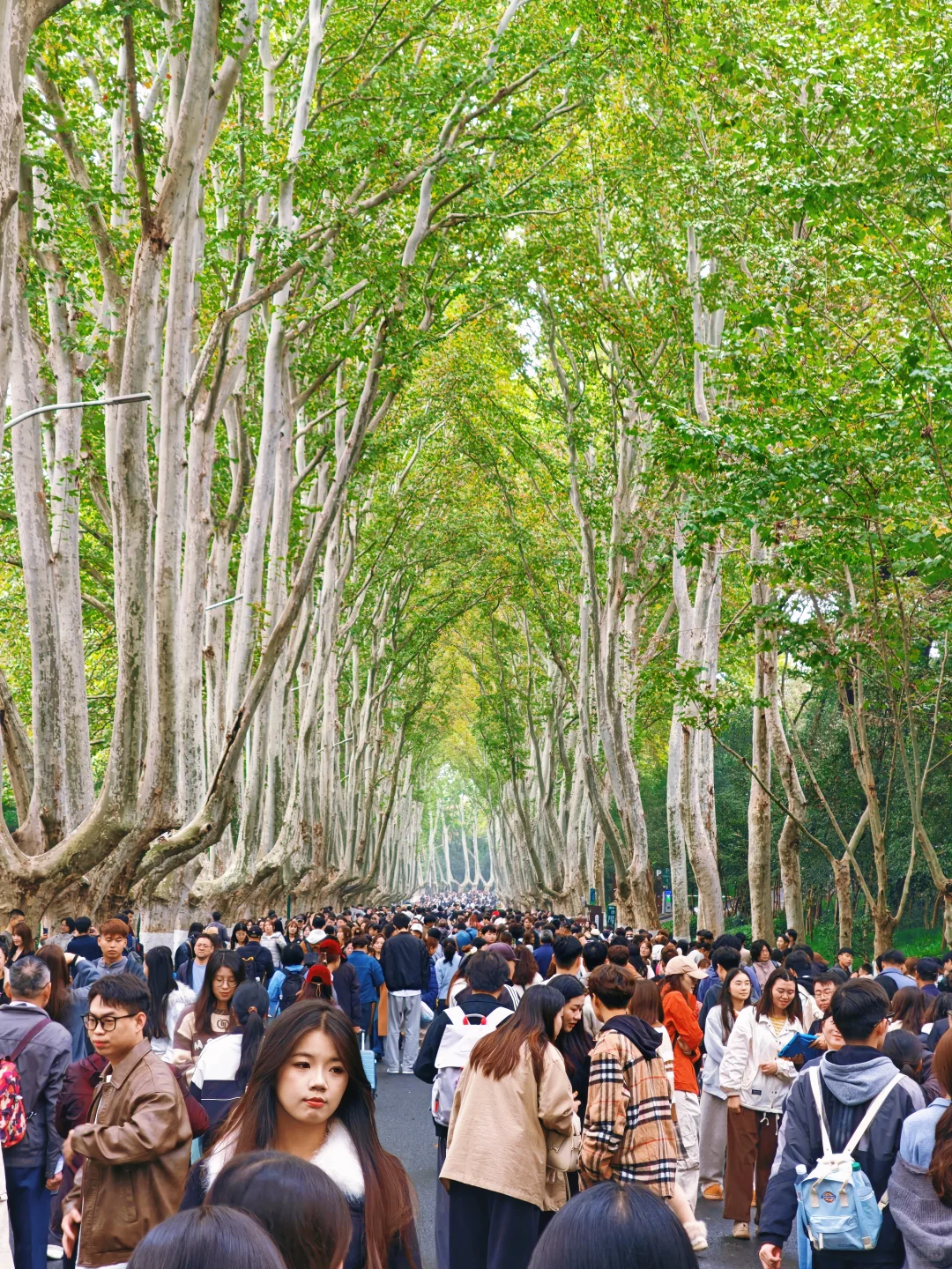 📸南京赏秋进度播报！11.10-11.16推荐