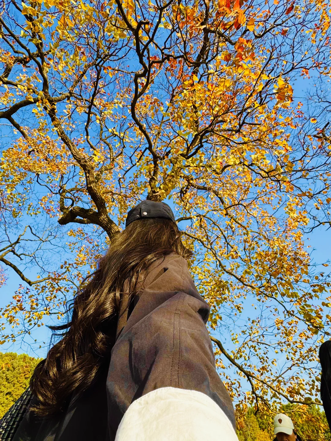 2025.11.11 南京中山植物园简直美疯了！！！