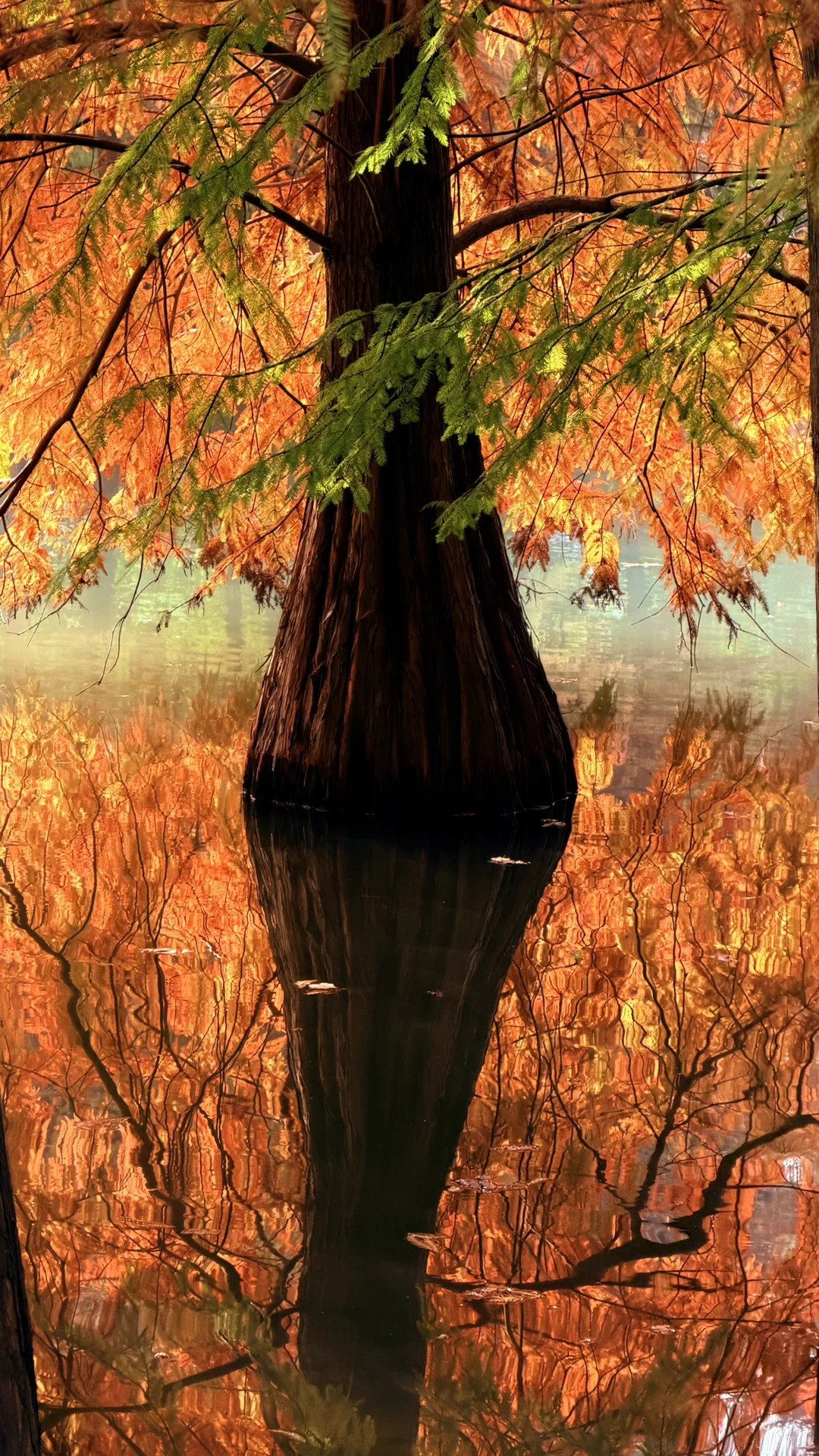 11.14实况|南京燕雀湖的落羽杉杀疯了！！！！