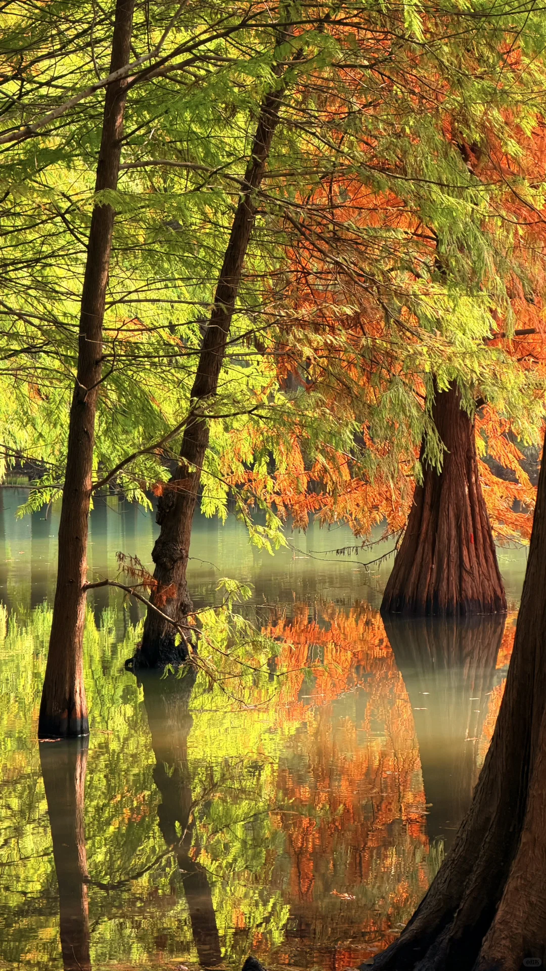 11.14实况|南京燕雀湖的落羽杉杀疯了！！！！