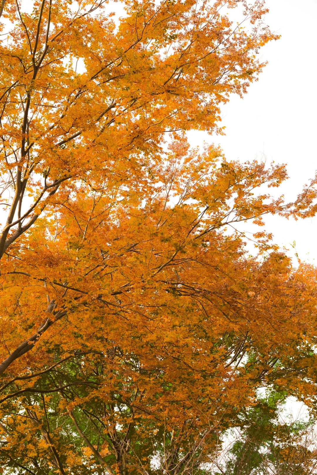 南京/金陵，一个人的旅游