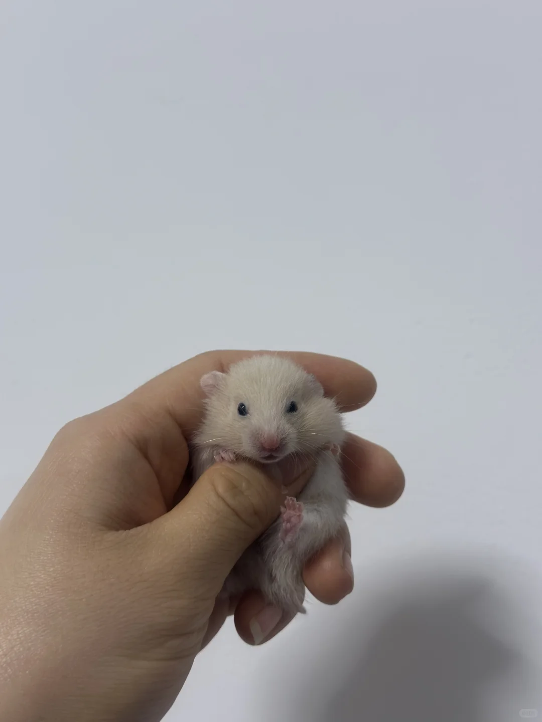 南京领养金丝熊啦～