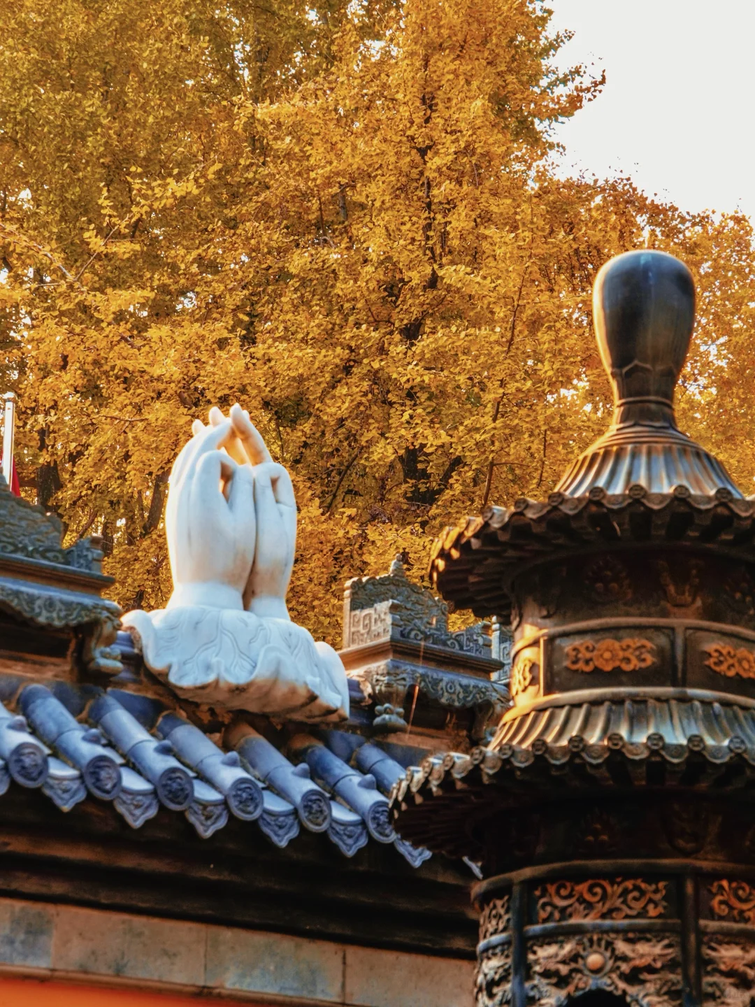 南京｜实拍高座寺银杏树开始进入观赏期