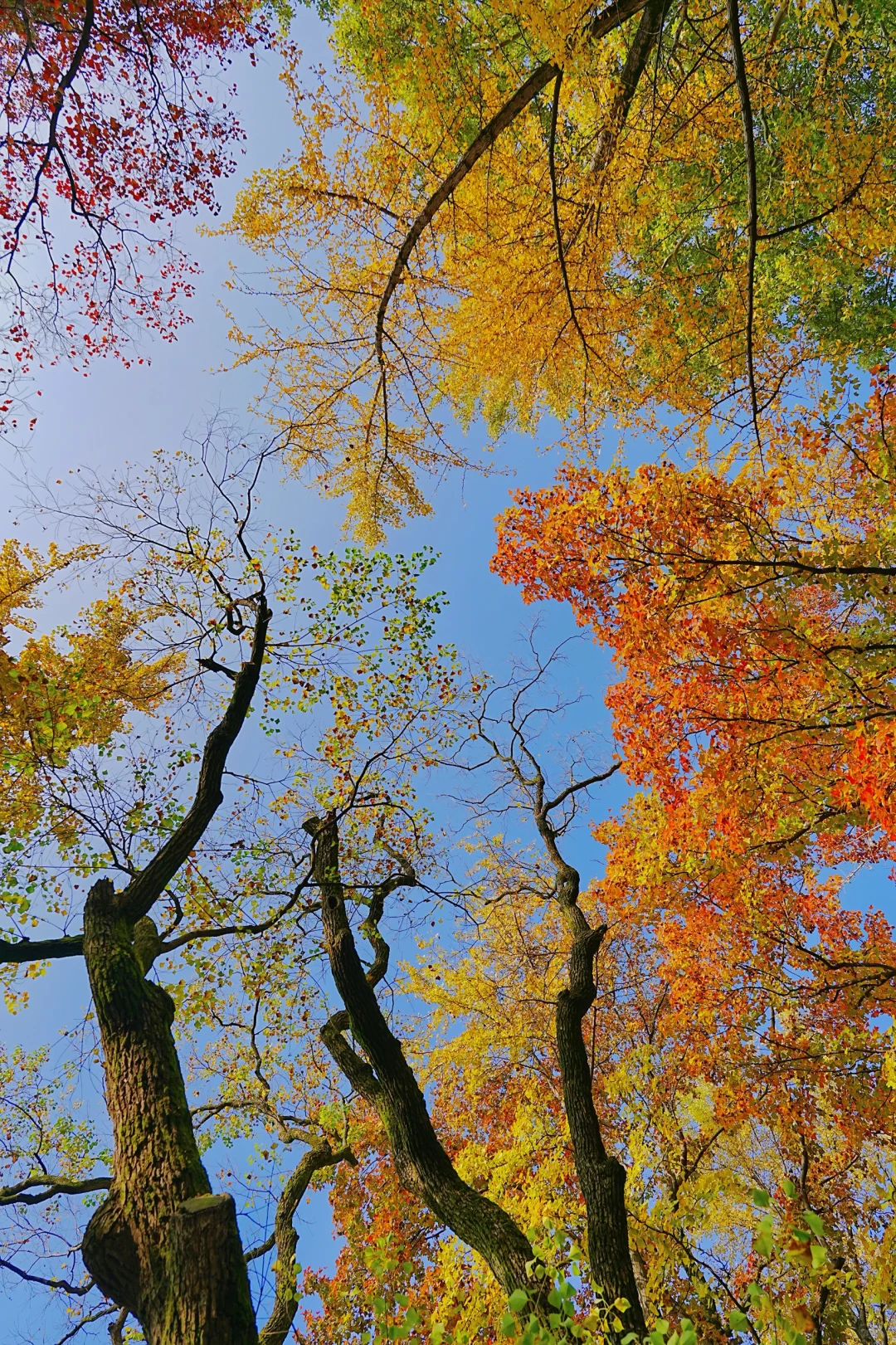 11.10实拍｜在明孝陵抬头看树时被美哭了😭