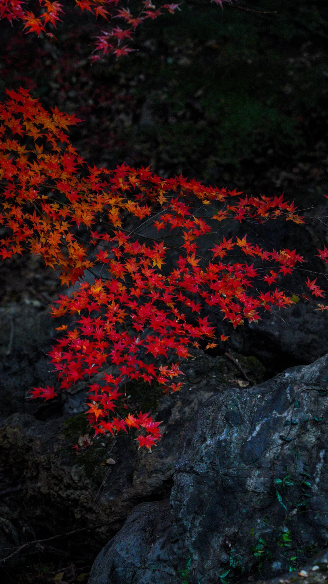 南京的深秋，一把子期待住啦！