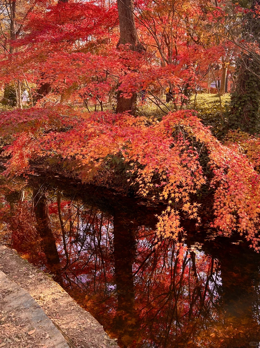 南京就是一座巨大的落叶痛城！枫叶浪漫哭🍁