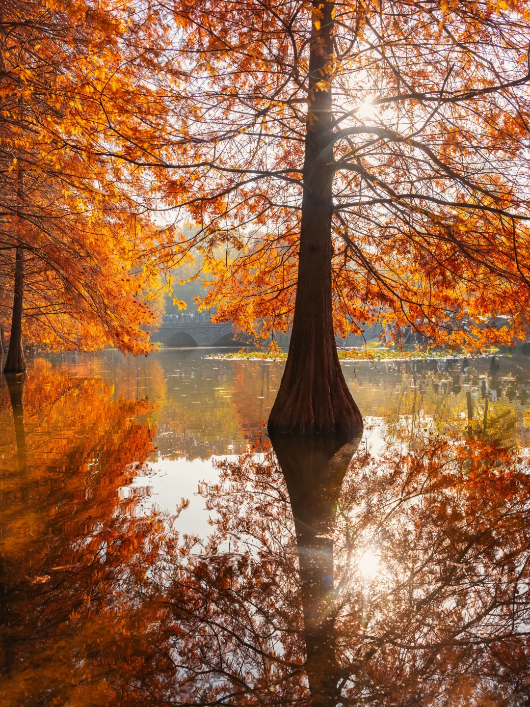 我宣布！没有一个城市比南京更懂得秋天❗️
