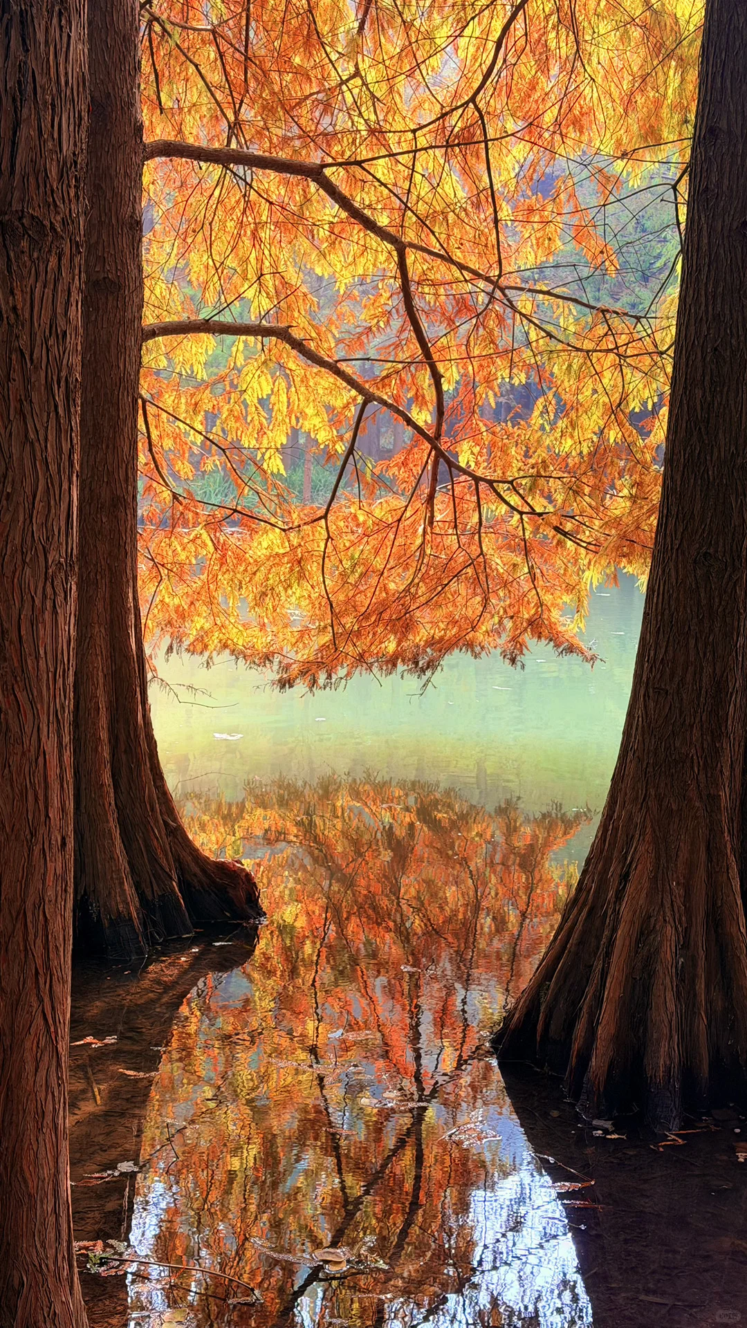 11.14实况|南京燕雀湖的落羽杉杀疯了！！！！