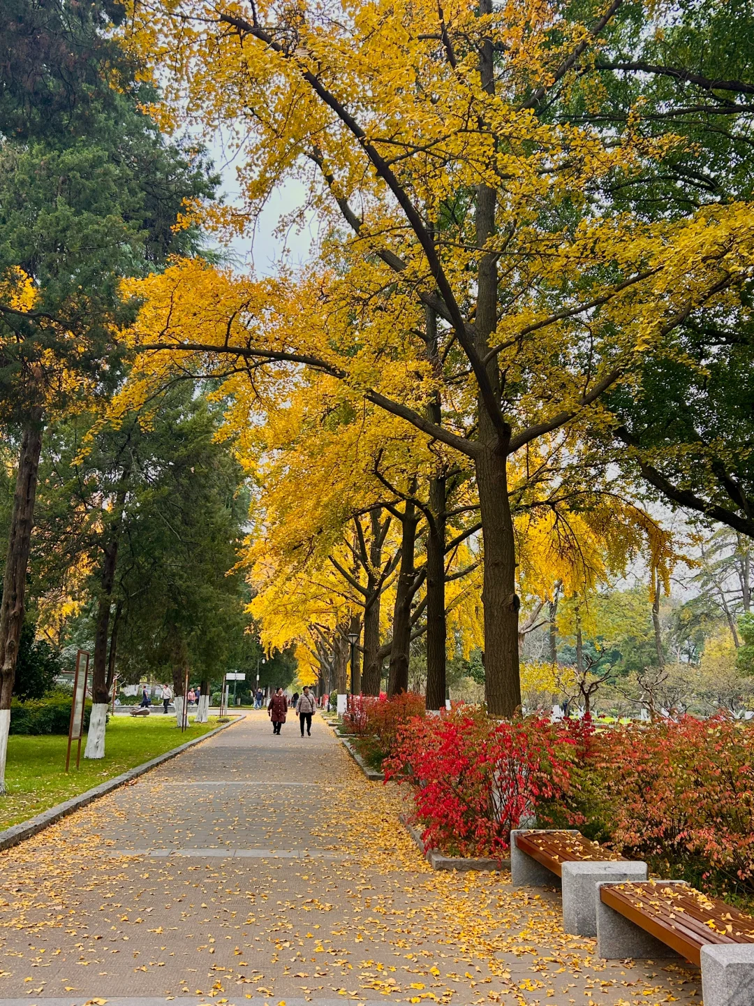 南京就是一座巨大的落叶痛城！枫叶浪漫哭🍁