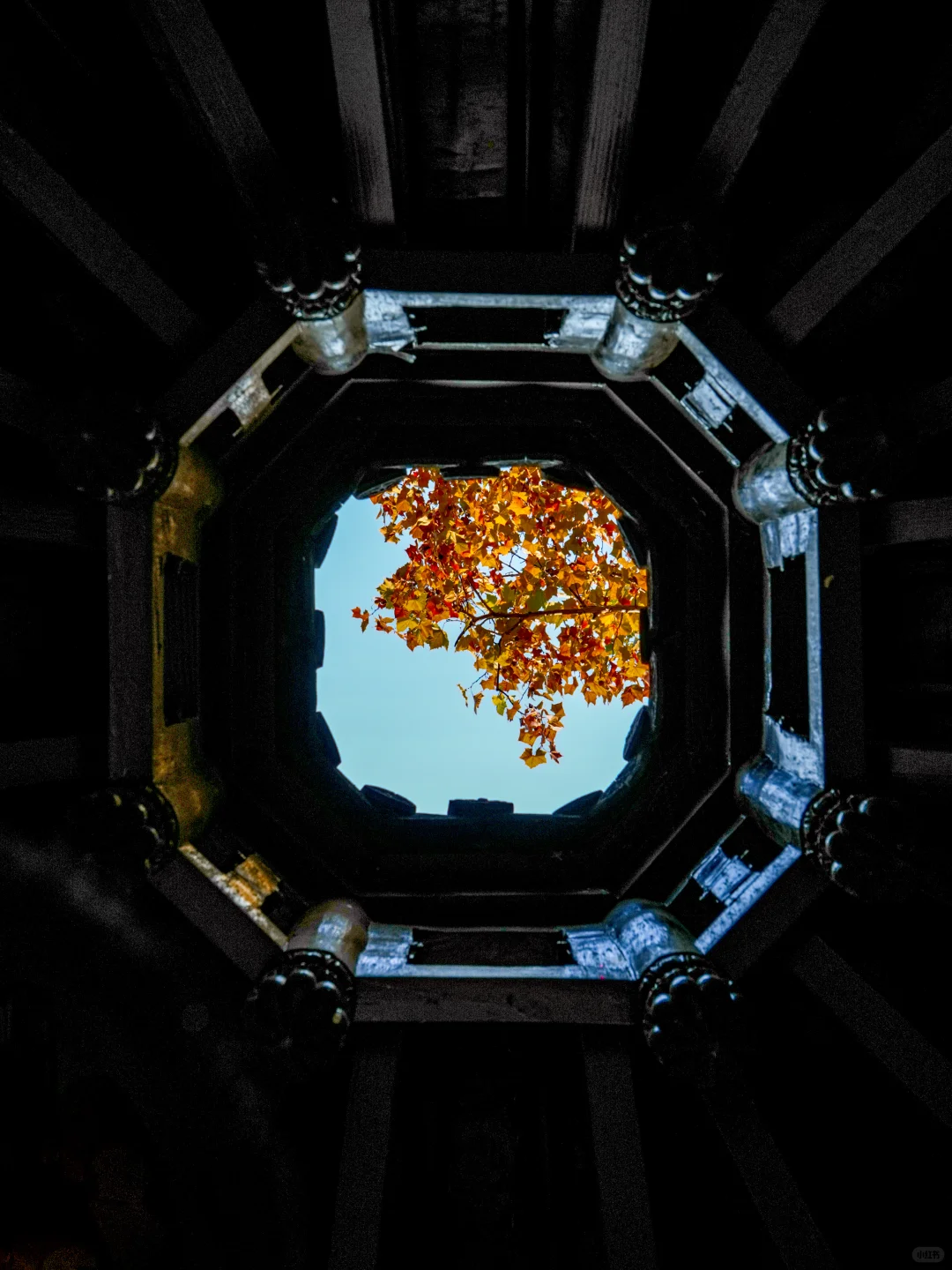 南京｜实拍高座寺银杏树开始进入观赏期