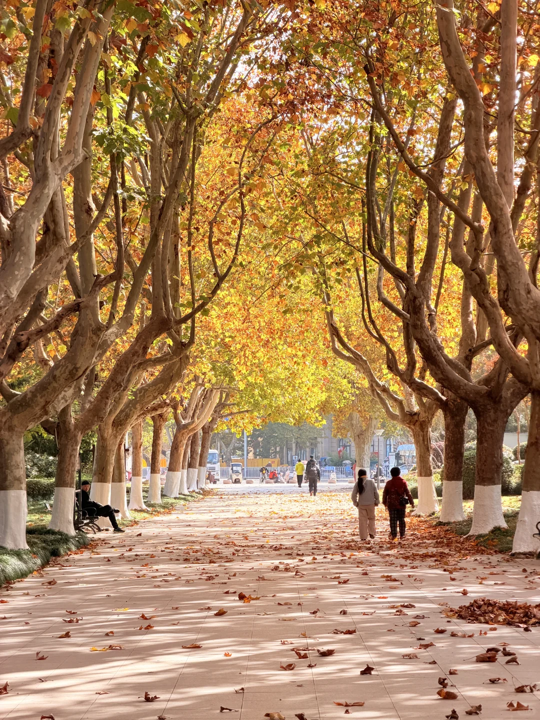 这颗银杏树等了你五百年