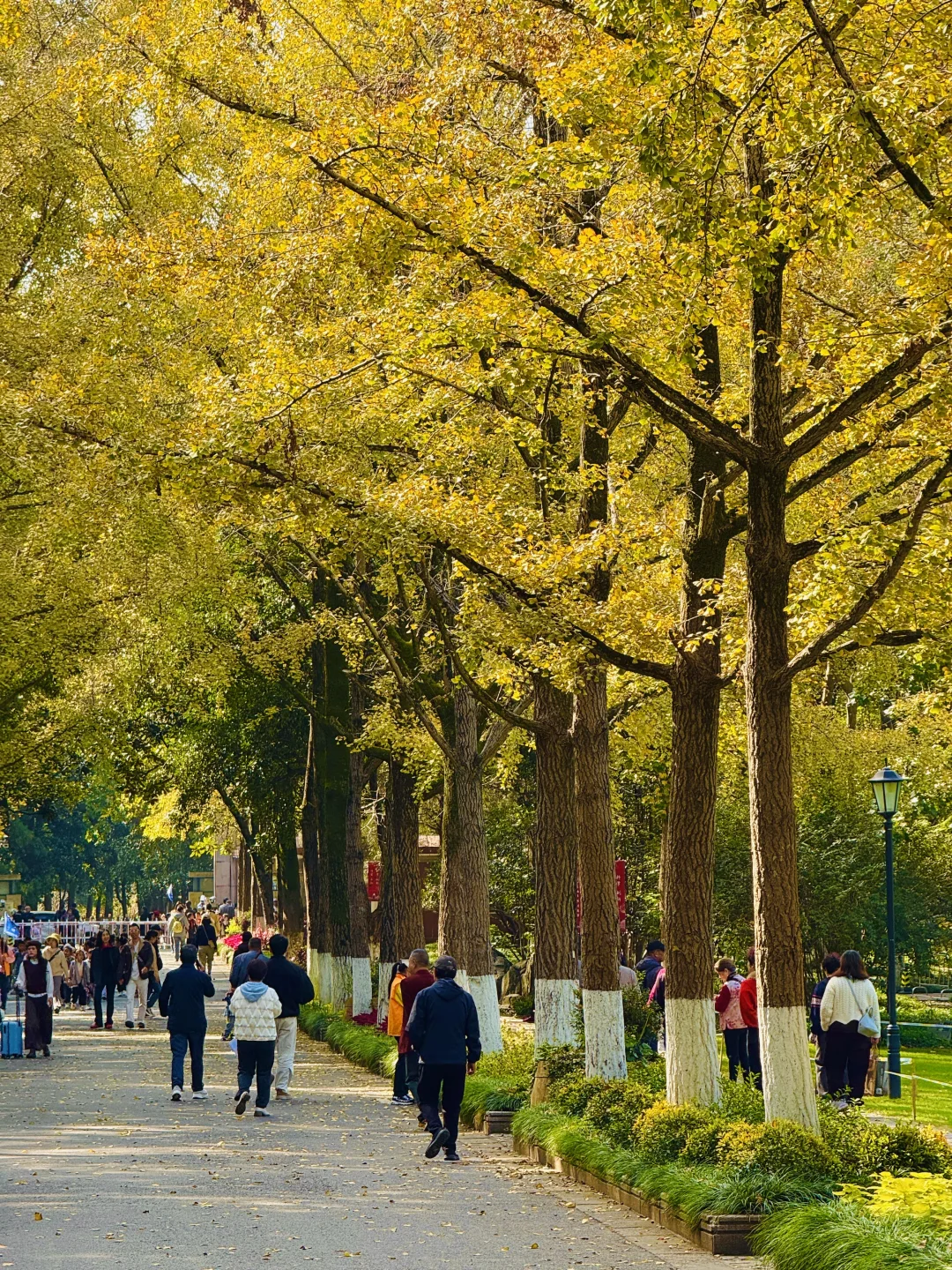 2025.11.12 | 南京中山植物园银杏杀疯了！！！
