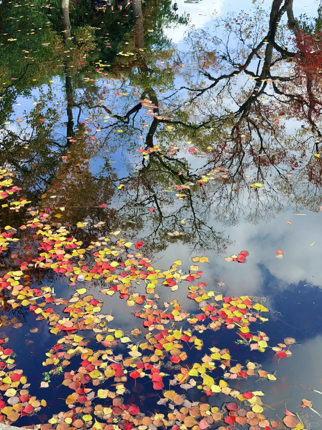 南京｜莫愁湖的乌桕🎨