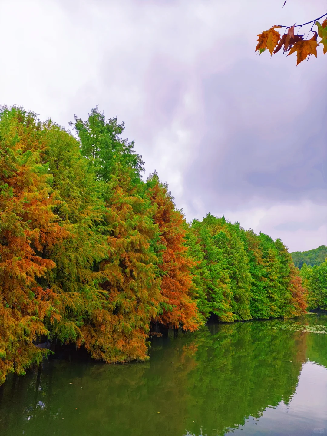 📸南京赏秋进度播报！11.10-11.16推荐
