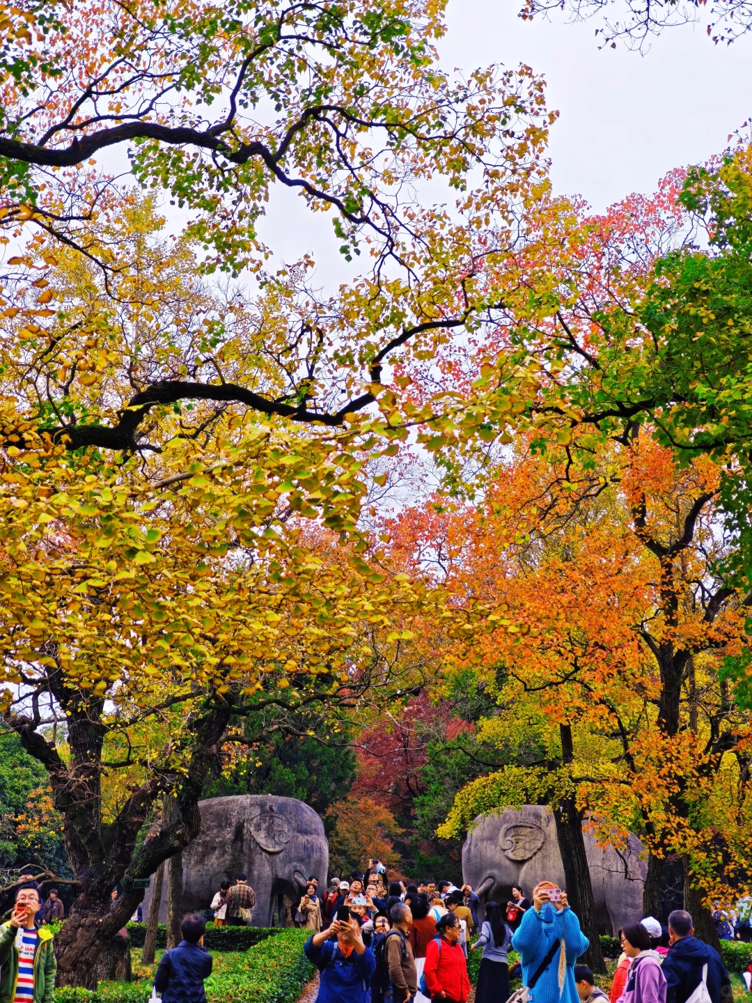 📸南京赏秋进度播报！11.10-11.16推荐