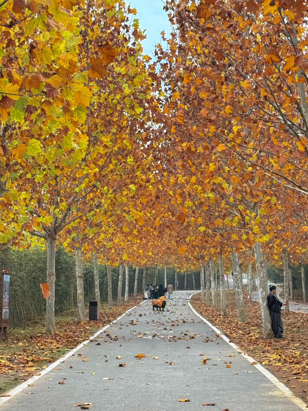 不是南京！徐州梧桐大道杀疯了！！！！！！