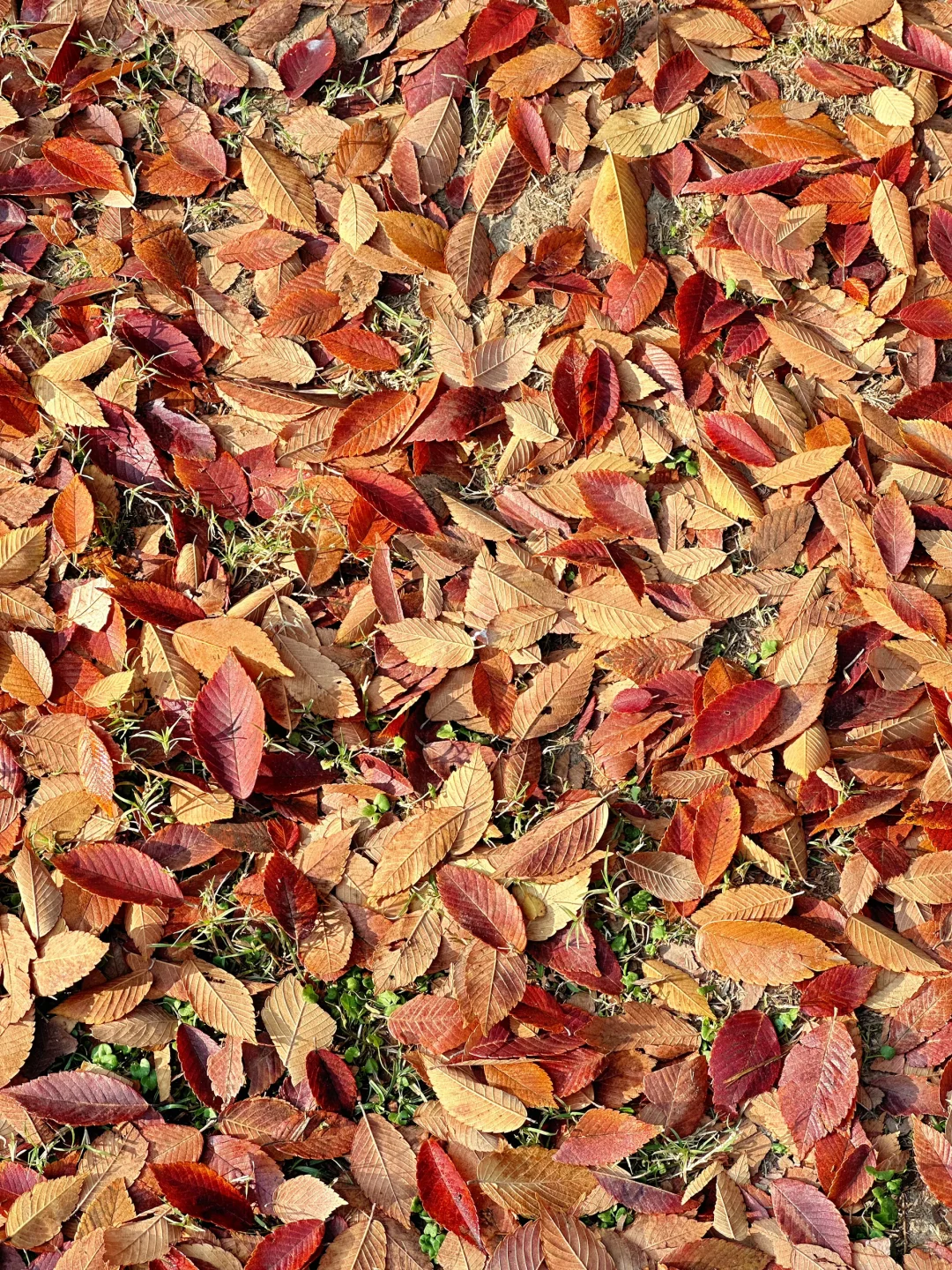 11.12明孝陵：绝美就是这几天，一定要去！