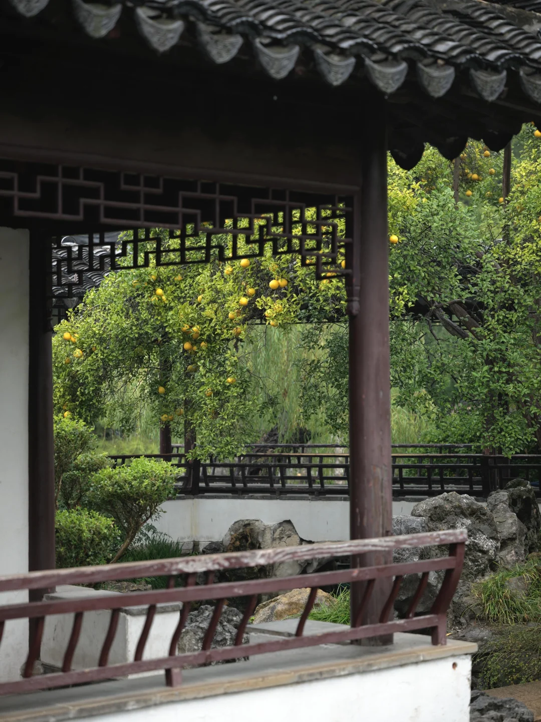 为了这棵树，我赶回了南京