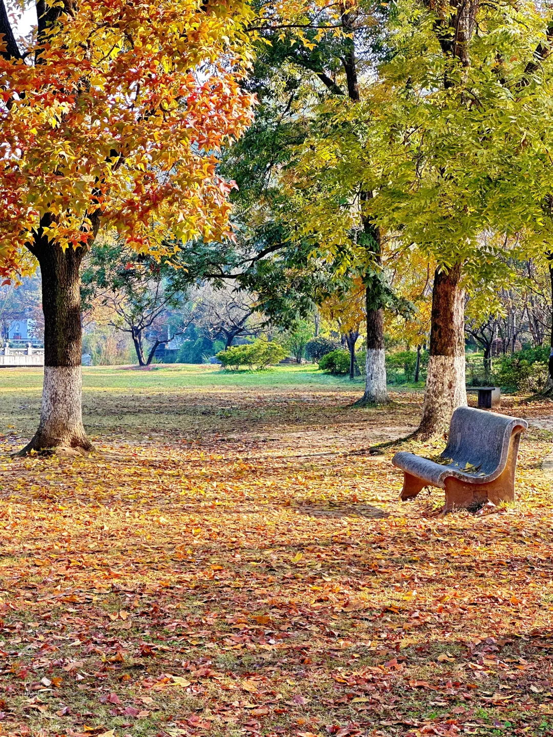 11.12明孝陵：绝美就是这几天，一定要去！