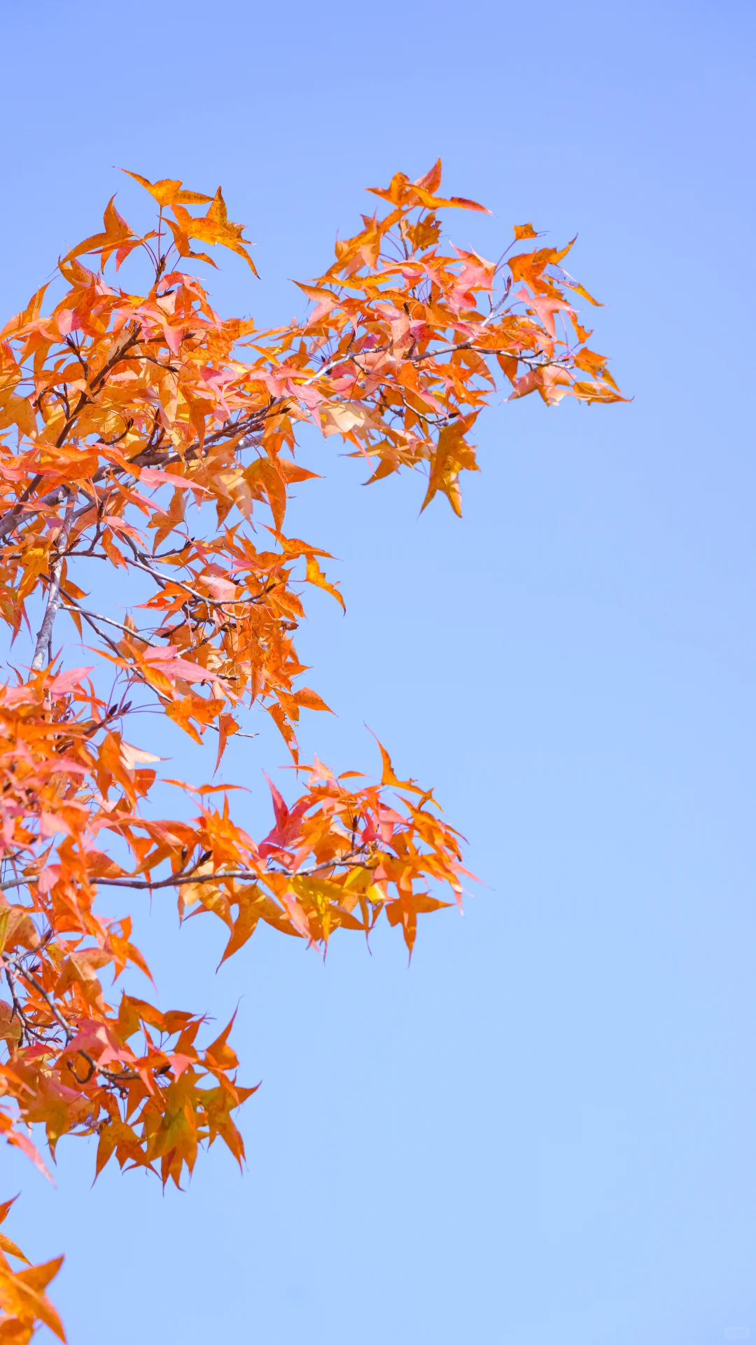南京的深秋，一把子期待住啦！