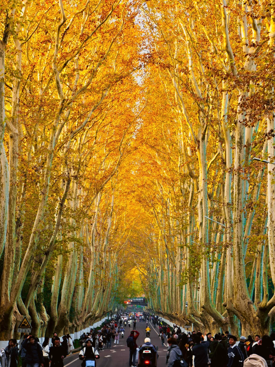 南京就是一座巨大的落叶痛城！枫叶浪漫哭🍁