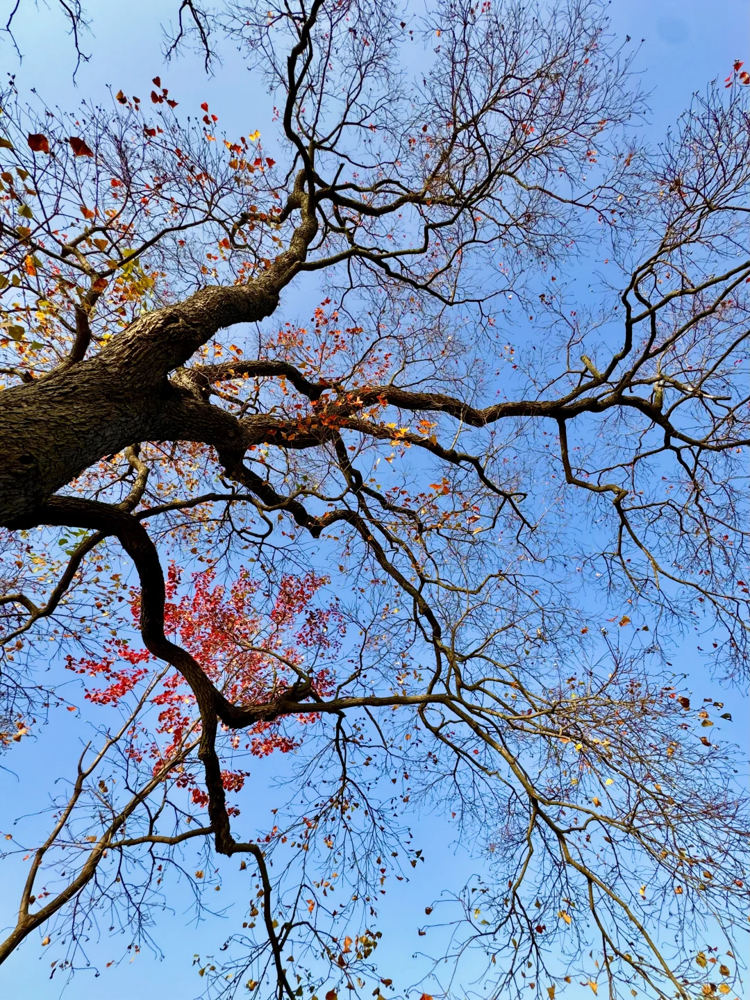 2025.11.11 南京中山植物园简直美疯了！！！